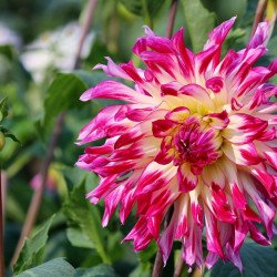 Beautiful Pink Flower 2  Beautiful Pink Flower 2