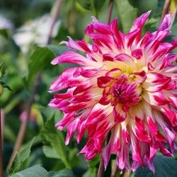  Beautiful Pink Flower 2