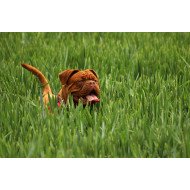 Cute Dog In The Garden Cute Dog In The Garden