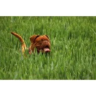 Cute Dog In The Garden