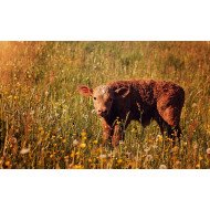 Calf In The Field Calf In The Field