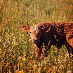 Calf In The Field Calf In The Field