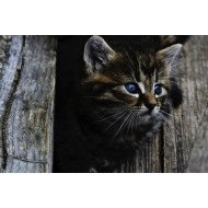 Staring Cat 3 Staring Cat 3