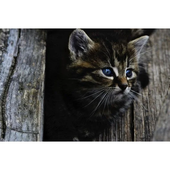 Staring Cat 3 Staring Cat 3