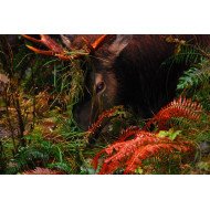 Staring Elk Staring Elk