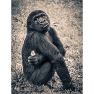 Gorrila In Jungle Sepia Gorrila In Jungle Sepia