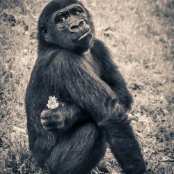 Gorrila In Jungle Sepia