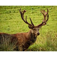 Beautiful Deer Beautiful Deer