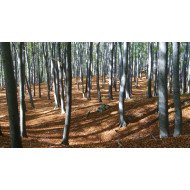 Beauitful Forest Beauitful Forest