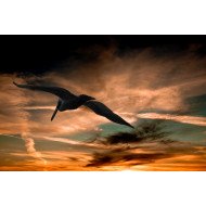 Flying Bird Flying Bird