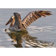 Beautiful Bird 22 Beautiful Bird 22