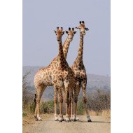 Beautiful Giraaffes Beautiful Giraaffes