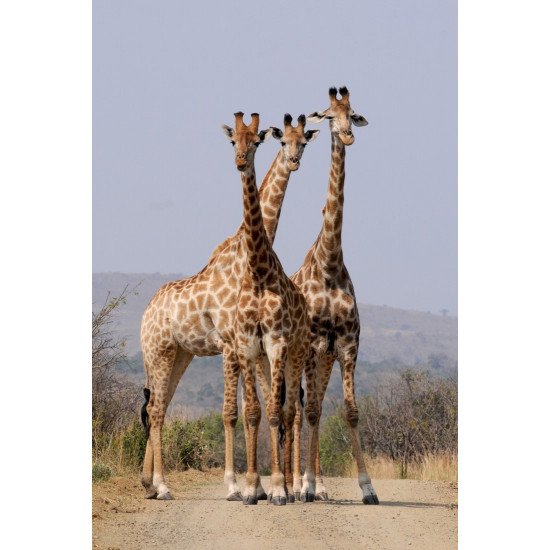 Beautiful Giraaffes