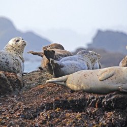 Beautiful Seals Beautiful Seals