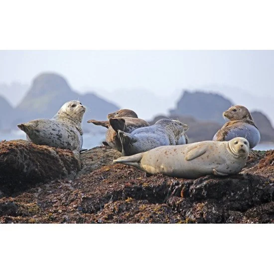 Beautiful Seals