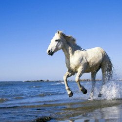 Running White Horse Running White Horse