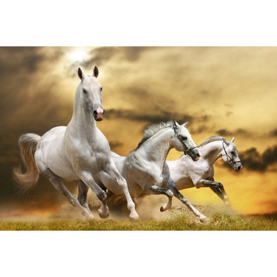 Running White Horse 2