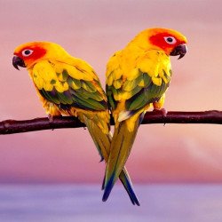 Two Colourful Parrot Two Colourful Parrot