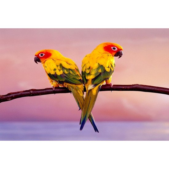 Two Colourful Parrot