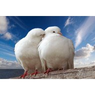 Two Beautiful White Dove Two Beautiful White Dove