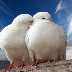 Two Beautiful White Dove Two Beautiful White Dove