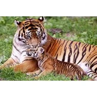 Tiger Loving Cub