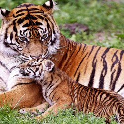 Tiger Loving Cub Tiger Loving Cub