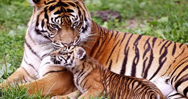 Tiger Loving Cub