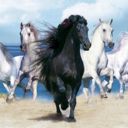 Running Horses 3 Running Horses 3