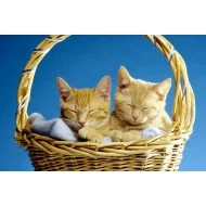 Cute Cats