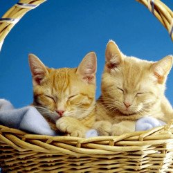 Cute Cats Cute Cats
