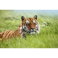 Staring Tiger 2
