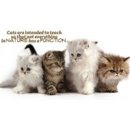 Cats Motivational Quote Cats Motivational Quote