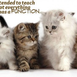 Cats Motivational Quote Cats Motivational Quote