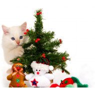 Cute Cat 1 Cute Cat 1
