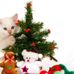 Cute Cat 1 Cute Cat 1