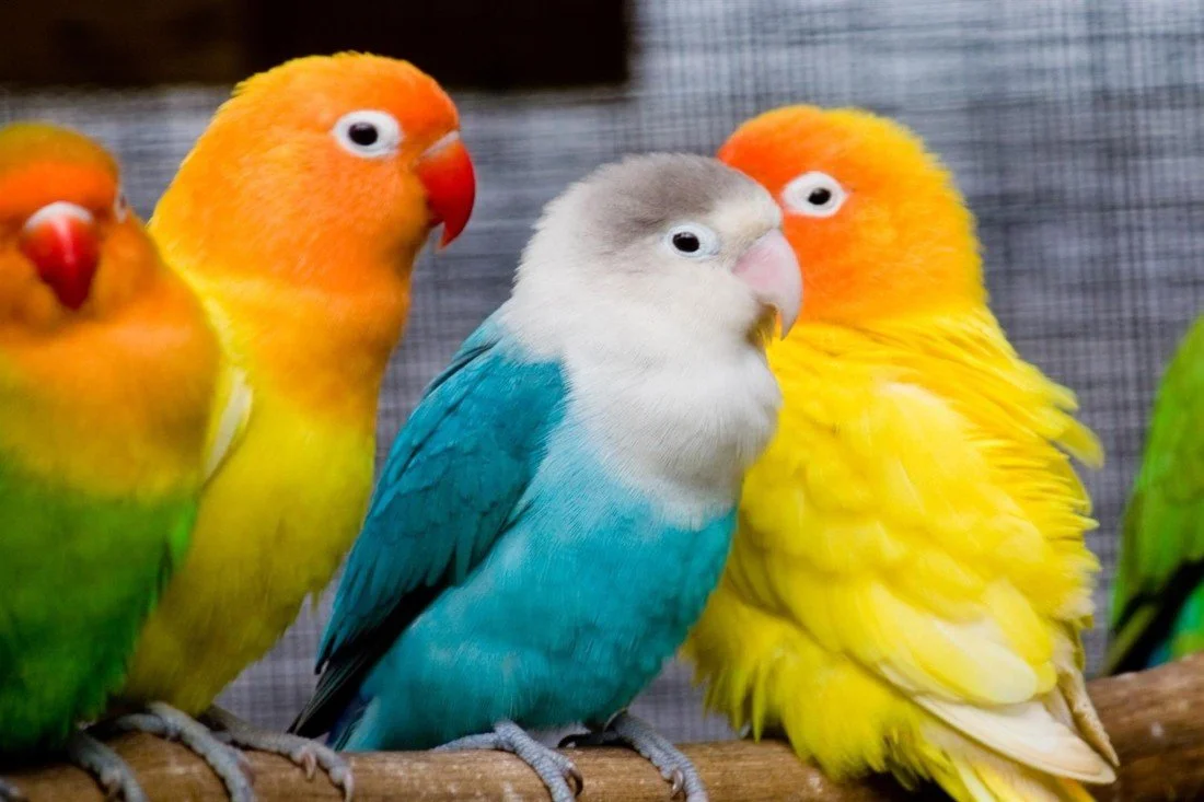 Can Lovebirds Coexist With Other Birds?