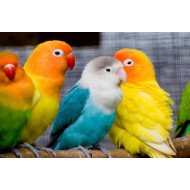 Cute Love Birds Cute Love Birds