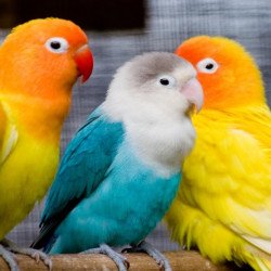 Cute Love Birds