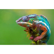 Colourful Chameleon Colourful Chameleon