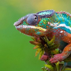 Colourful Chameleon