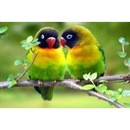 Child's Love - Cute Parrots Child's Love - Cute Parrots