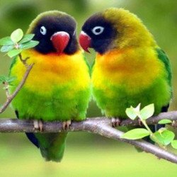 Child's Love - Cute Parrots Child's Love - Cute Parrots