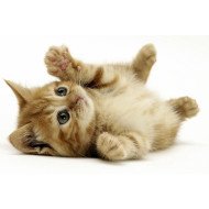 Cute Cat 2 Cute Cat 2