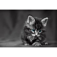 Cute Little Cat Cute Little Cat
