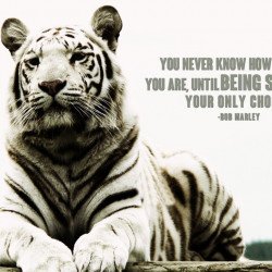 Bob Marley Motivational Quote