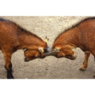 Nature Look - Twin Horns Nature Look - Twin Horns