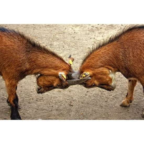 Nature Look - Twin Horns Nature Look - Twin Horns