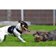 Just Cute - Playing Puppies Just Cute - Playing Puppies