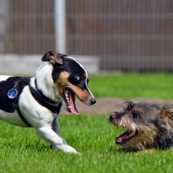 Just Cute - Playing Puppies Just Cute - Playing Puppies
